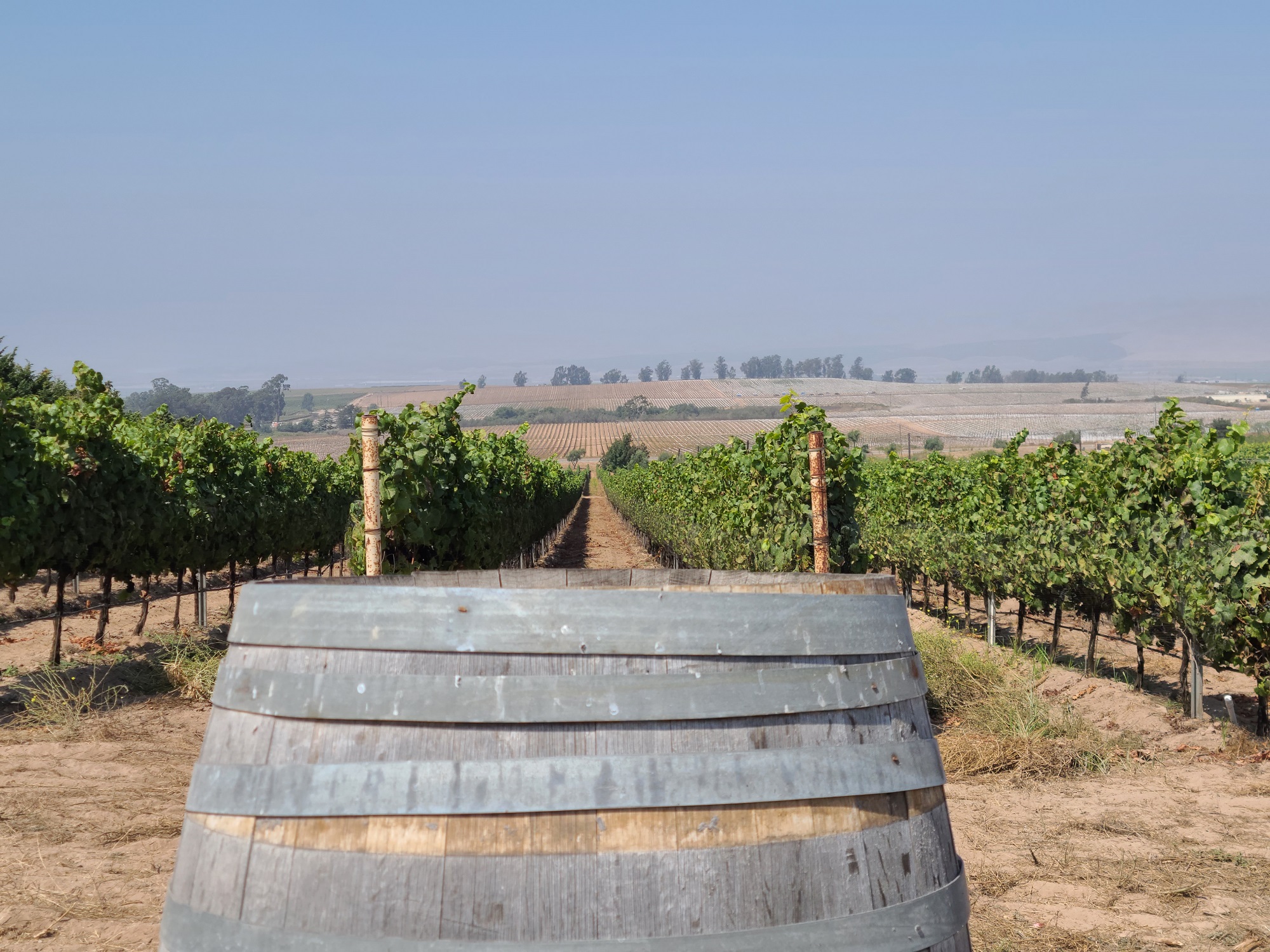 California Wine Tours